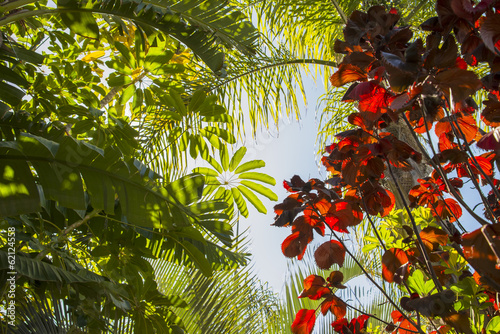 Fototapeta Naklejka Na Ścianę i Meble -  Jungle tree roof