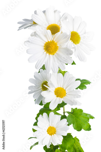 Fototapeta Naklejka Na Ścianę i Meble -  fresh white chrysanthemum like  chamomiles is isolated on white