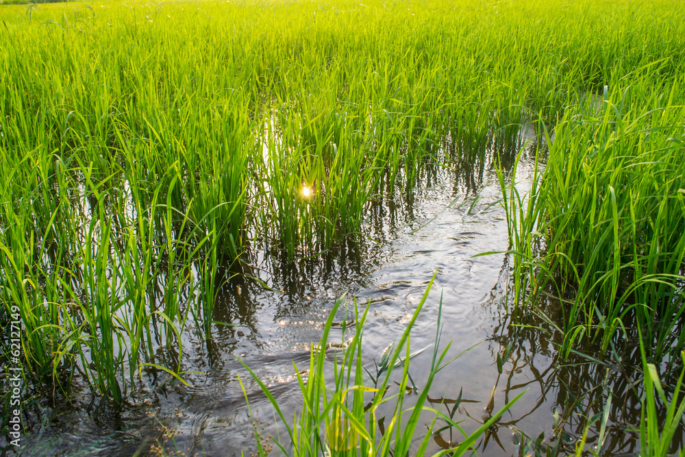 Obraz premium rice field