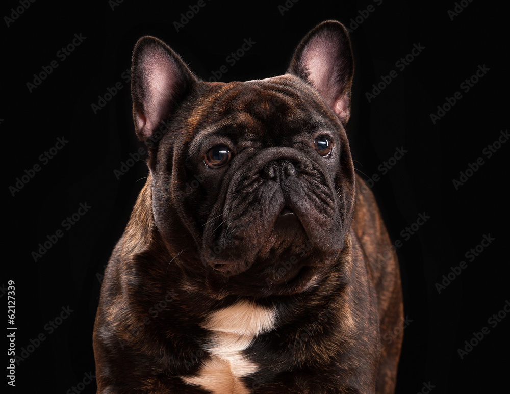 French bulldog puppy on black background