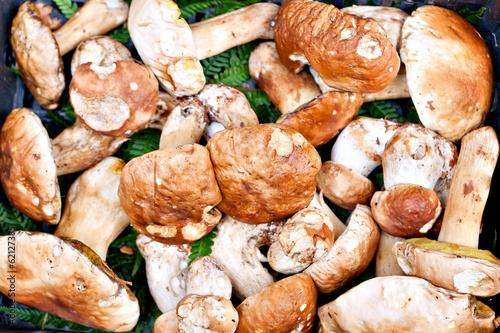 Porcini mushrooms photo