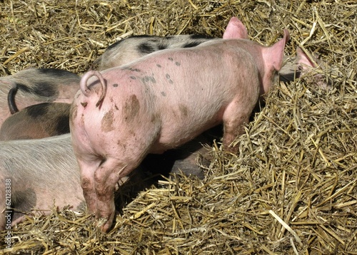 A pink piglet on the straw in a stable