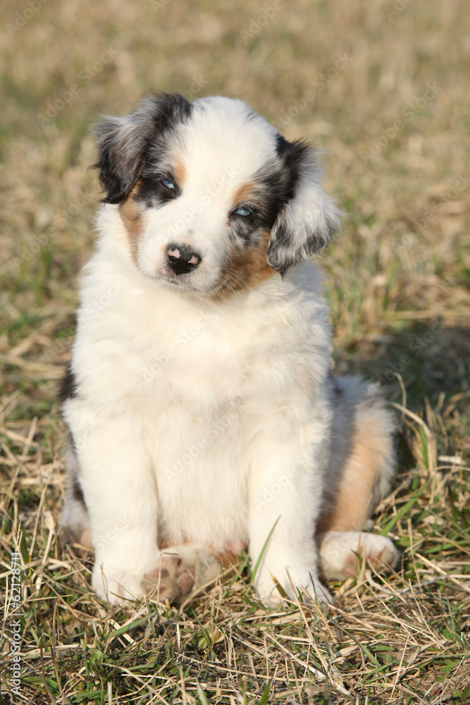 Nice puppy of Australian Shepherd Dog in early spring grass Nice puppy of Australian Shepherd Dog in early spring grass