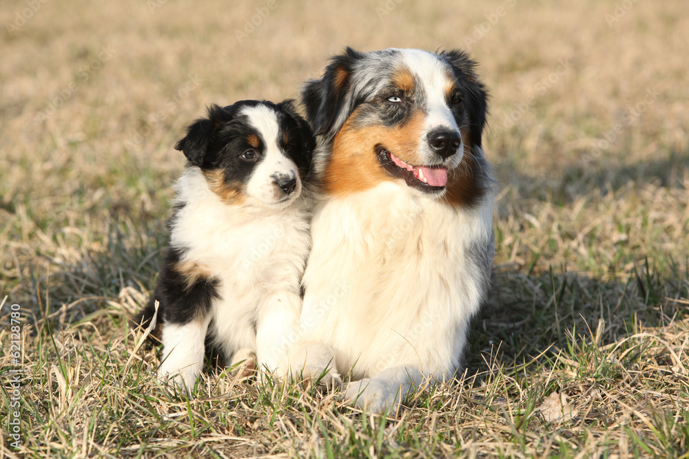 Beautiful Australian Shepherd Dog with its puppy