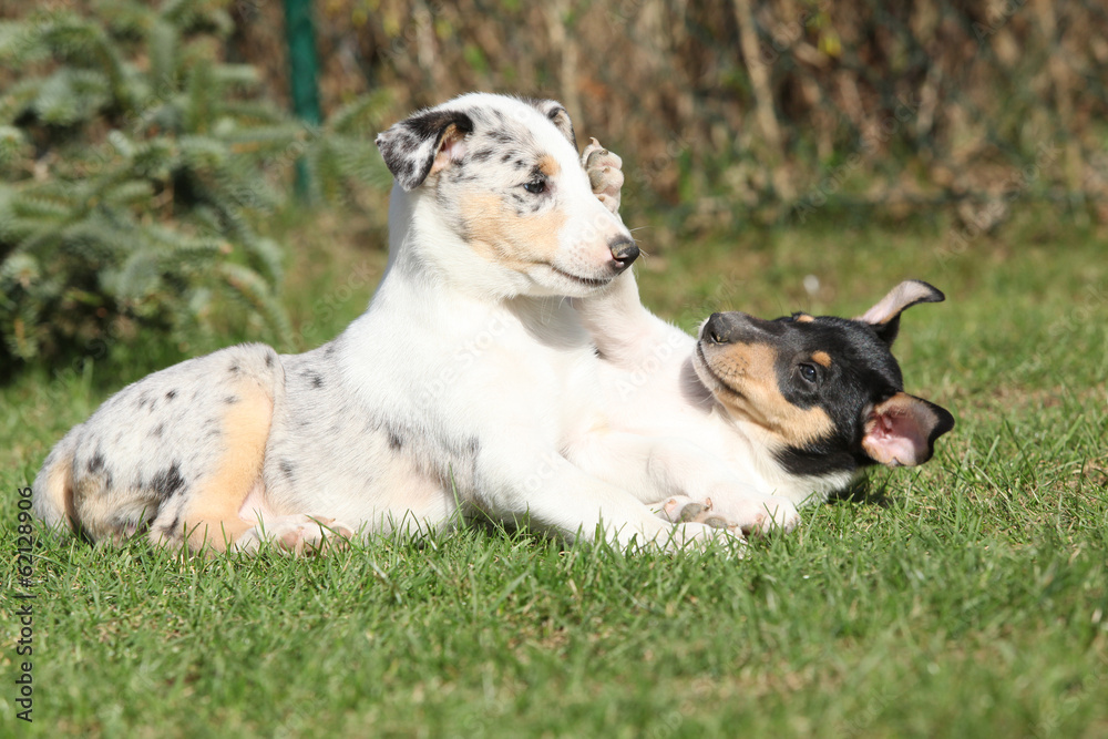 Puppy of Collie Smooth playing in the garden Puppy of Collie Smooth playing in the garden