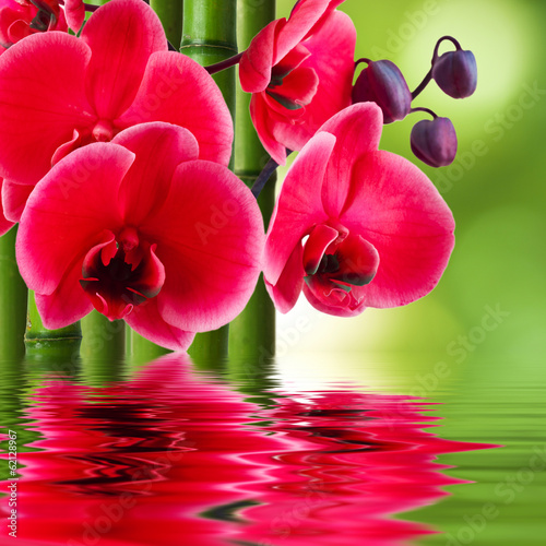Fototapeta Naklejka Na Ścianę i Meble -  orchid flower with bamboo and reflection in water