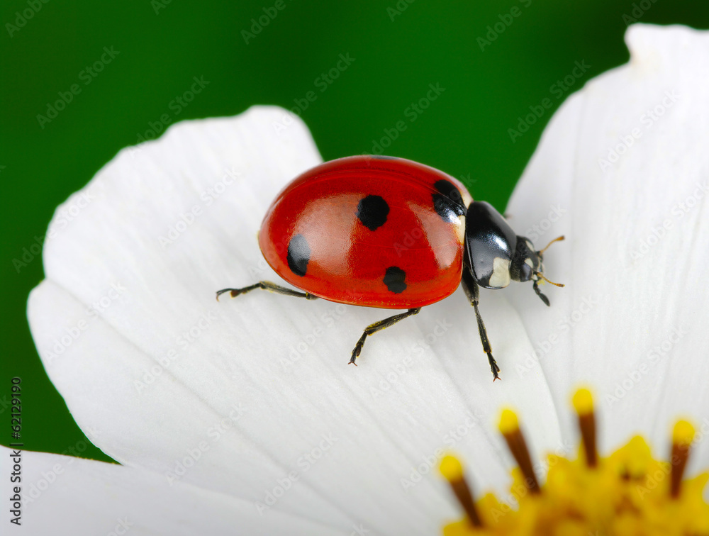 Fototapeta premium Ladybug and flower