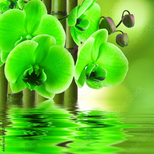 Fototapeta Naklejka Na Ścianę i Meble -  orchid flower with bamboo and reflection in water