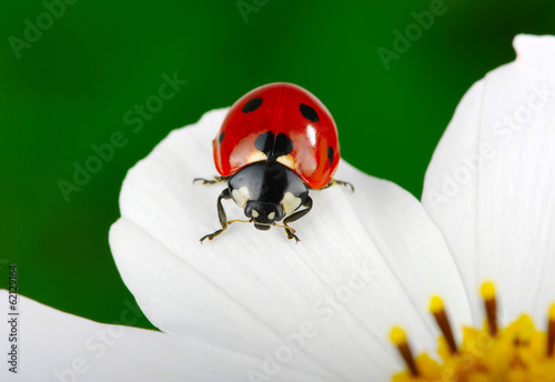 Ladybug and flower