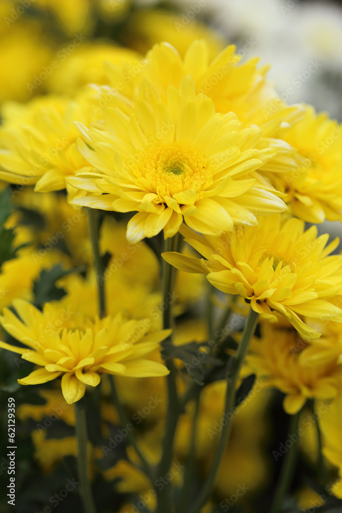 Fototapeta premium yellow chrysanthemums flowers