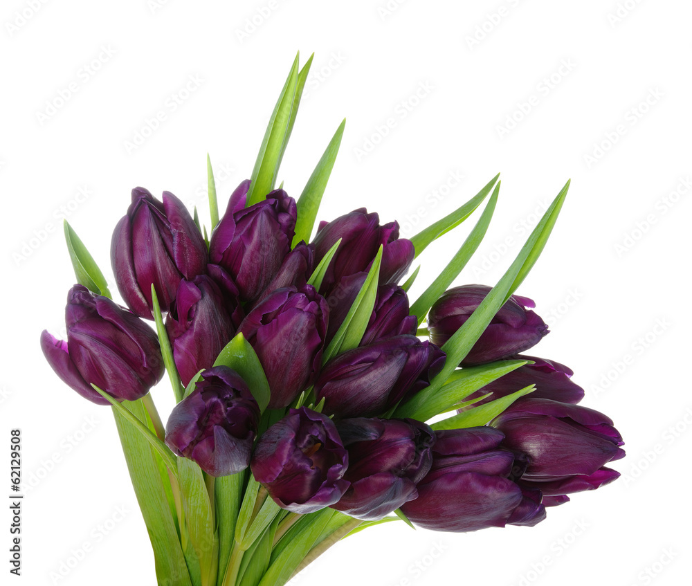 Bouquet of tulips