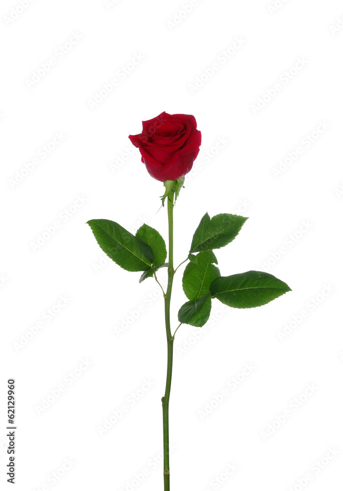 Red rose Red rose