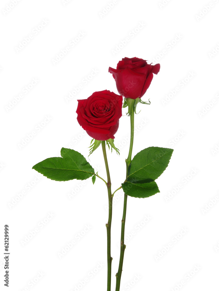 two red rose two red rose
