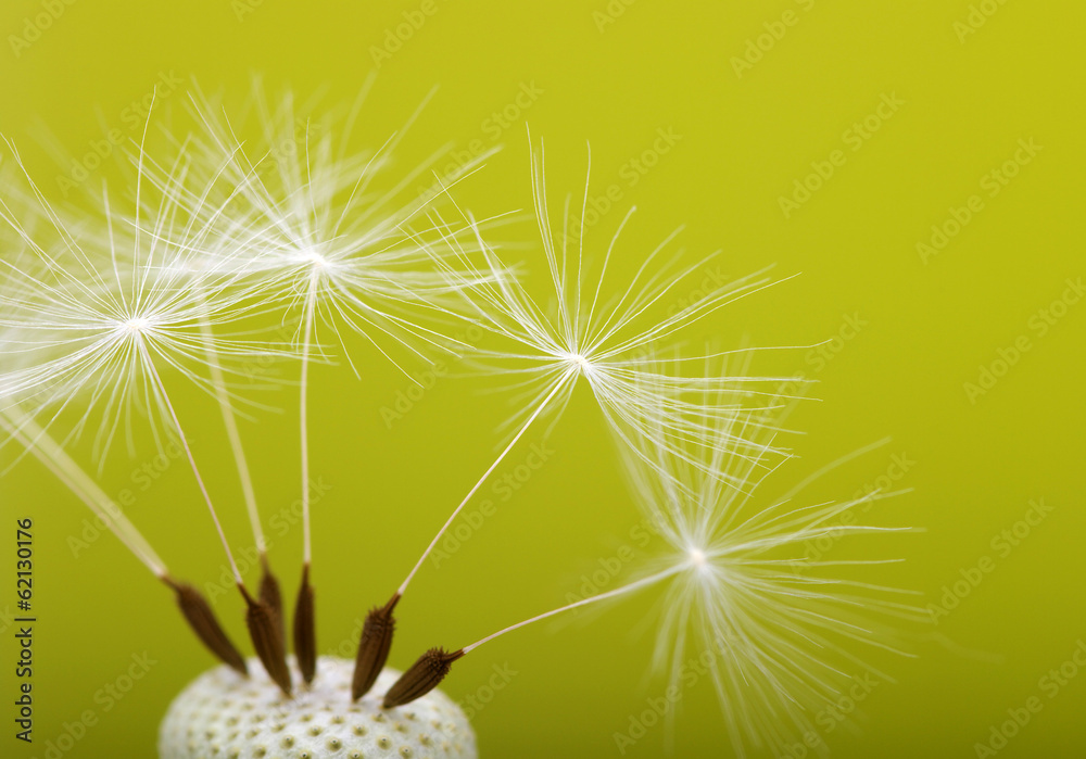 Obraz premium Spring dandelion