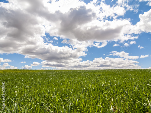 Farm  crop field. landscape with green grass. Spain agriculture.