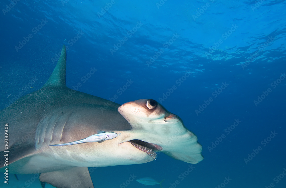 Obraz premium Great hammerhead