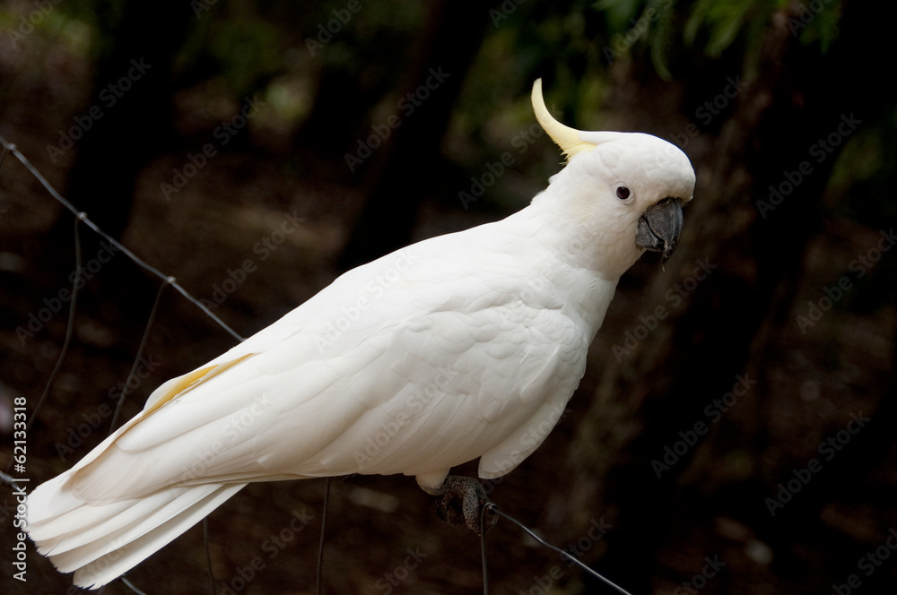 Cockatoo