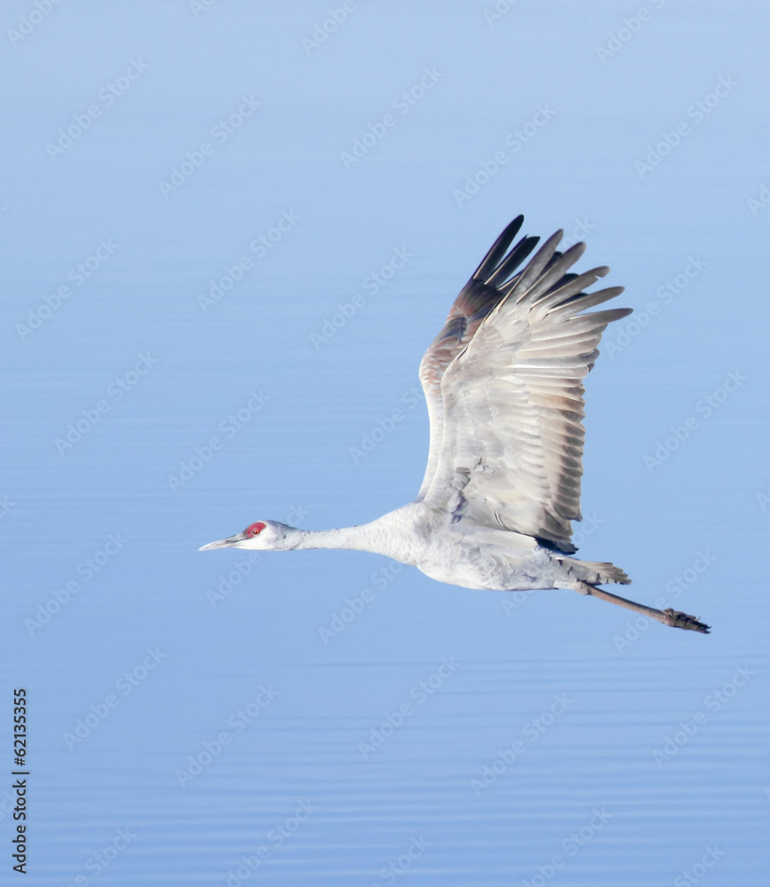 Obraz premium A Sandhill Crane Against the Pale Blue