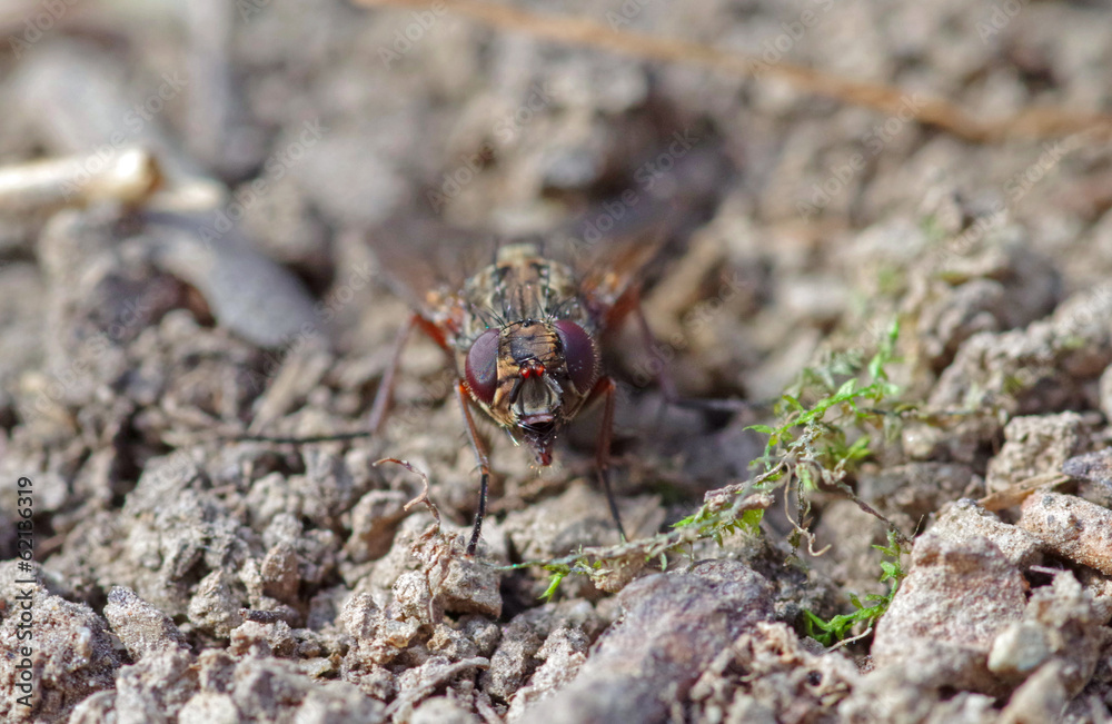 Fly