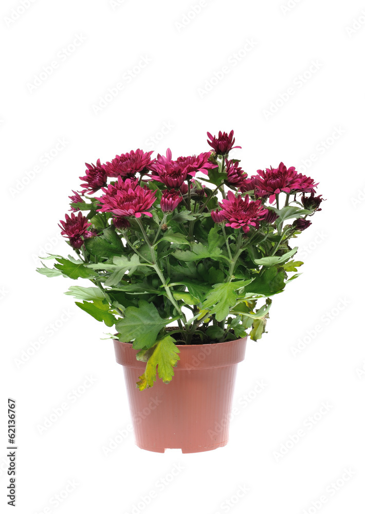 Chrysanthemum flower in pot