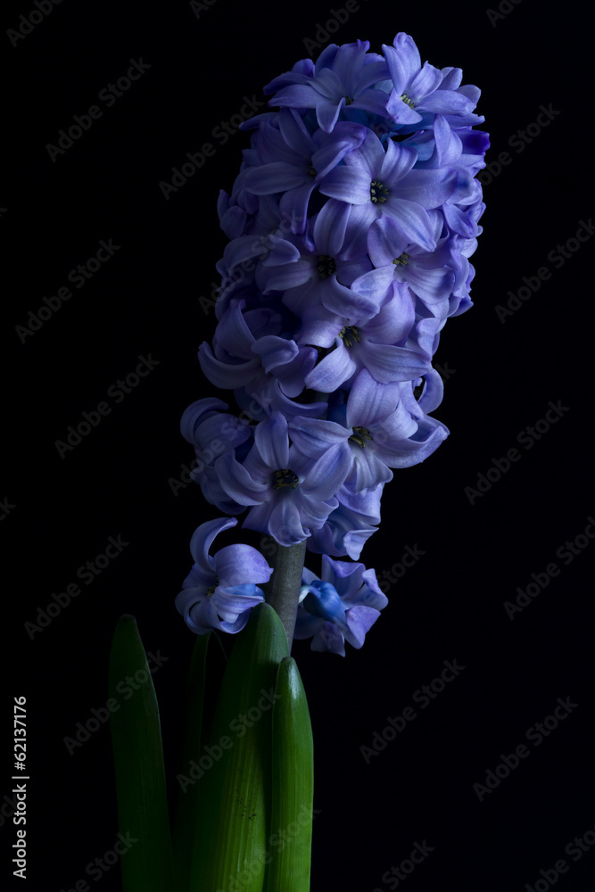 Hyacinthus Hyacinthus