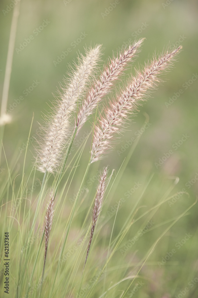 Beautiful grass in the field