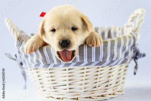 Puppy - portrait of cute labrador puppy in basket