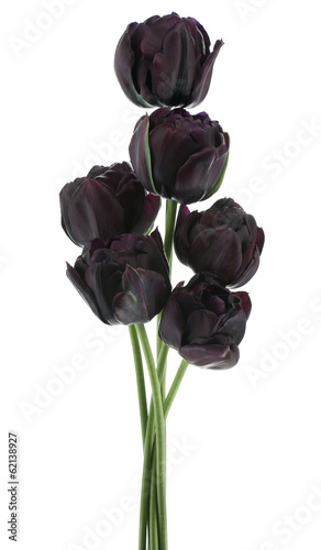 Fototapeta Naklejka Na Ścianę i Meble -  tulip