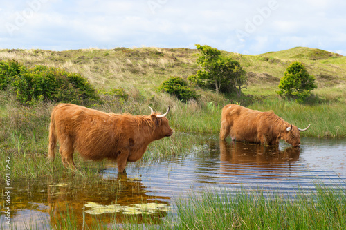 Highland cattle drinking water photo