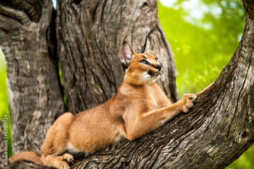 Caracal in tree. photo