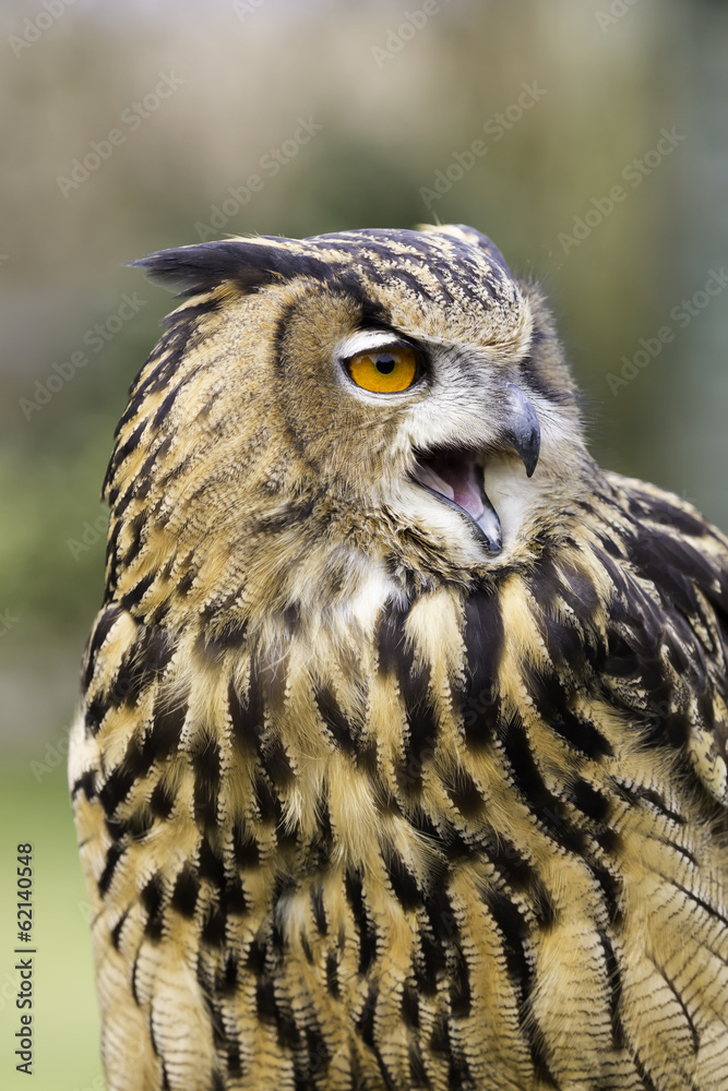 Obraz premium Eagle Owl Headshot