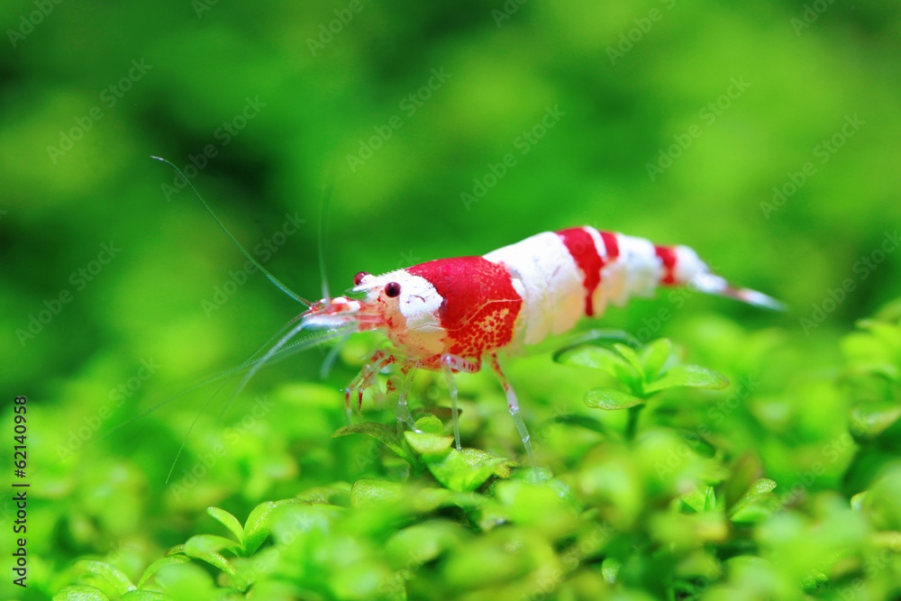 Obraz premium Red freshwater shrimp