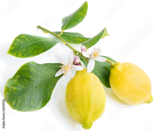 lemon  with flowers and leaves photo