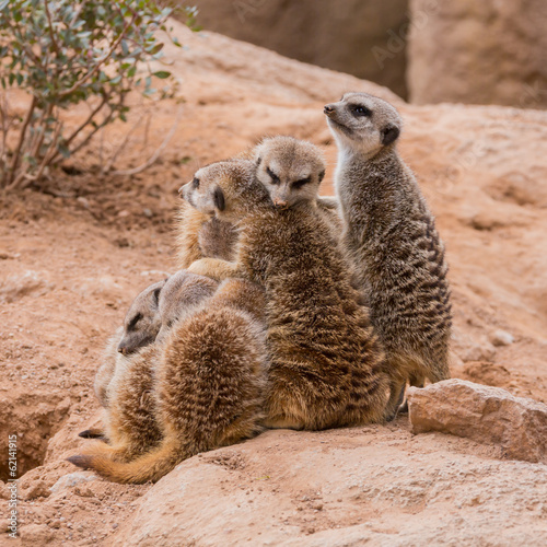 Group of meerkats hugging © tsepova