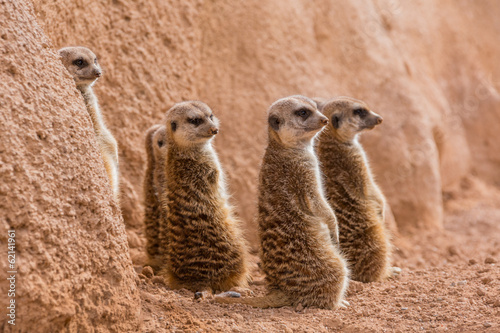 Canvas Print Group of meerkats looking one way
