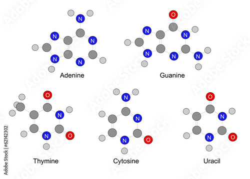 Structural formulas nitrogenous bases