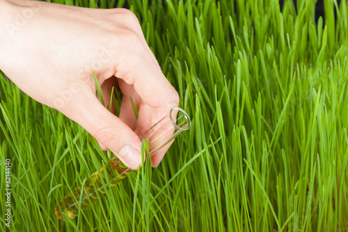 Hand with a test tube and grass. Fertilizer © Vasily Merkushev