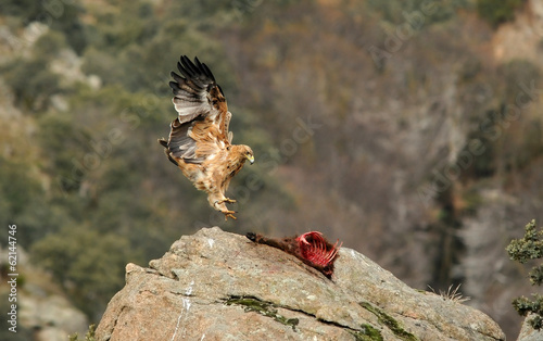 Joven agula imperial aterrizando sobre la roca photo