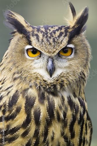 Eurasian Eagle Owl Head Shot