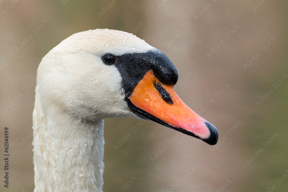 Fototapeta premium Mute Swan