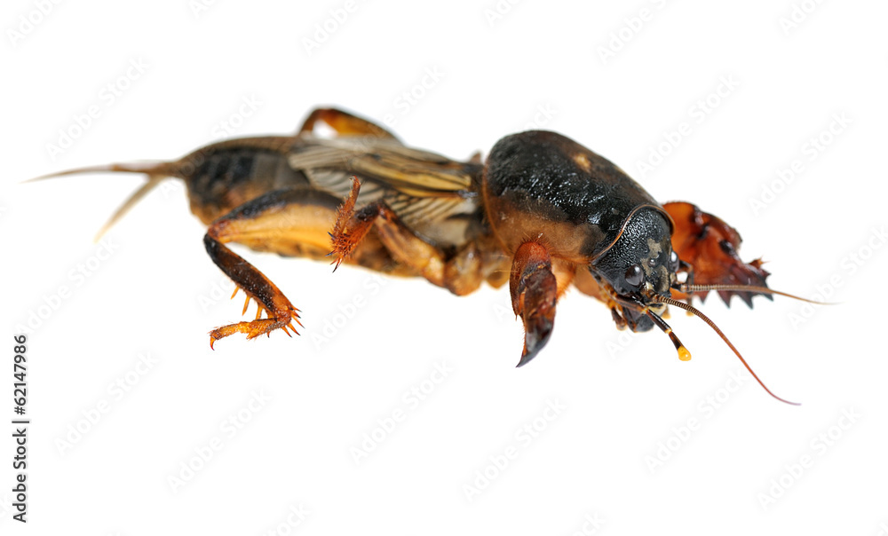 mole cricket mole cricket