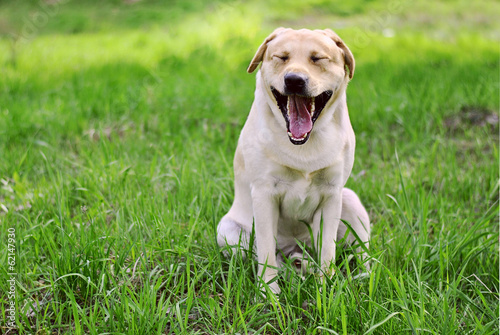 Dog sitting on green grass smiling widely