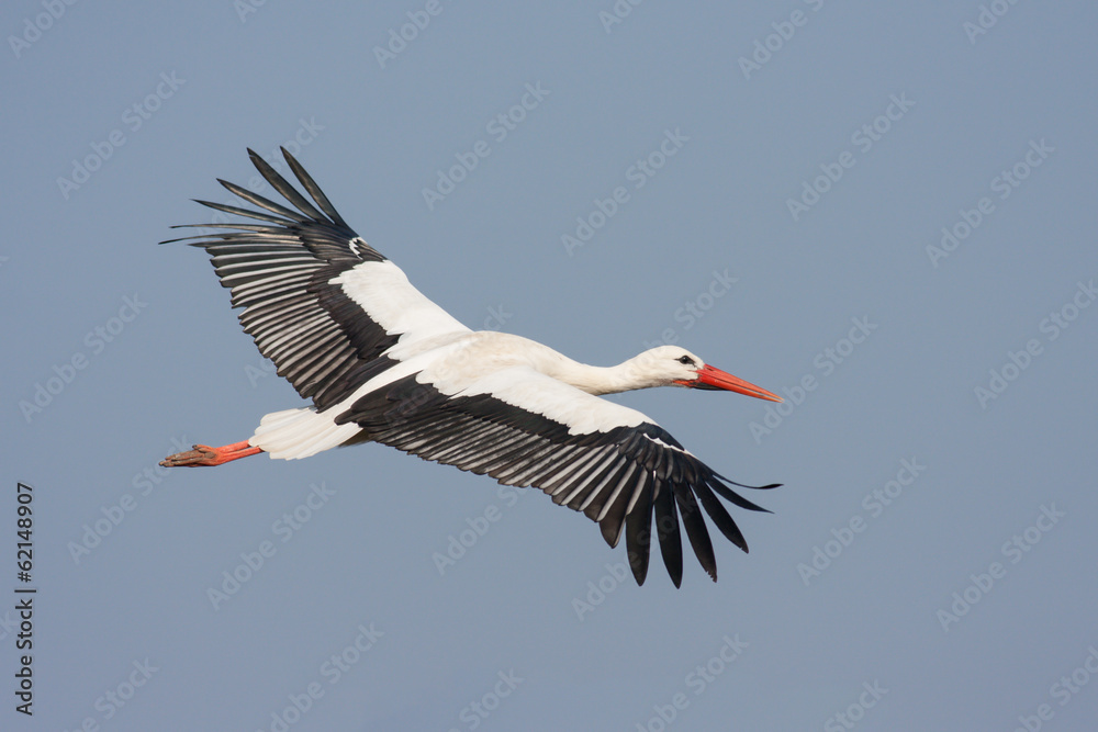 Fototapeta premium Weißstorch (Ciconia ciconia)