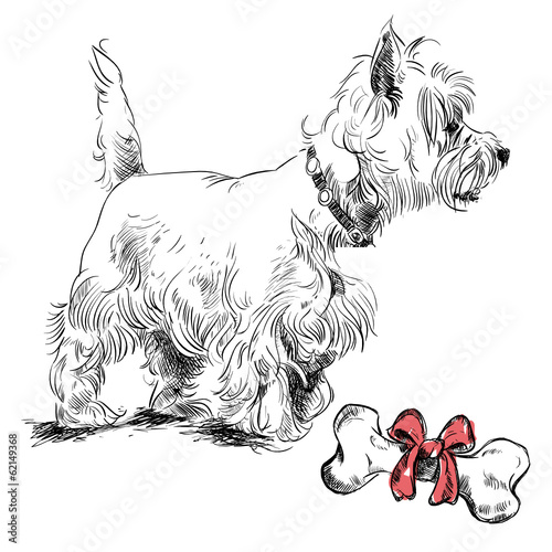 sketch terrier dog