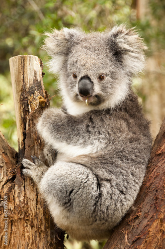 Australian Koala in the Eucalyptus Tree chewing a gum leaf