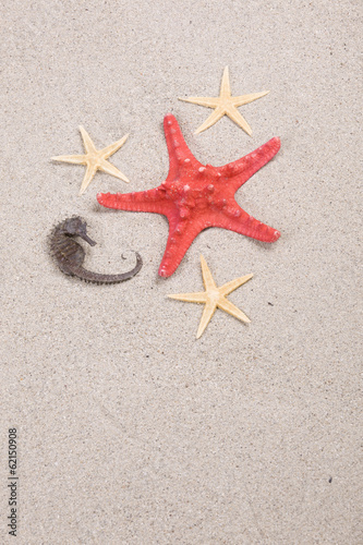 starfish and shells on the beach, vacation memories