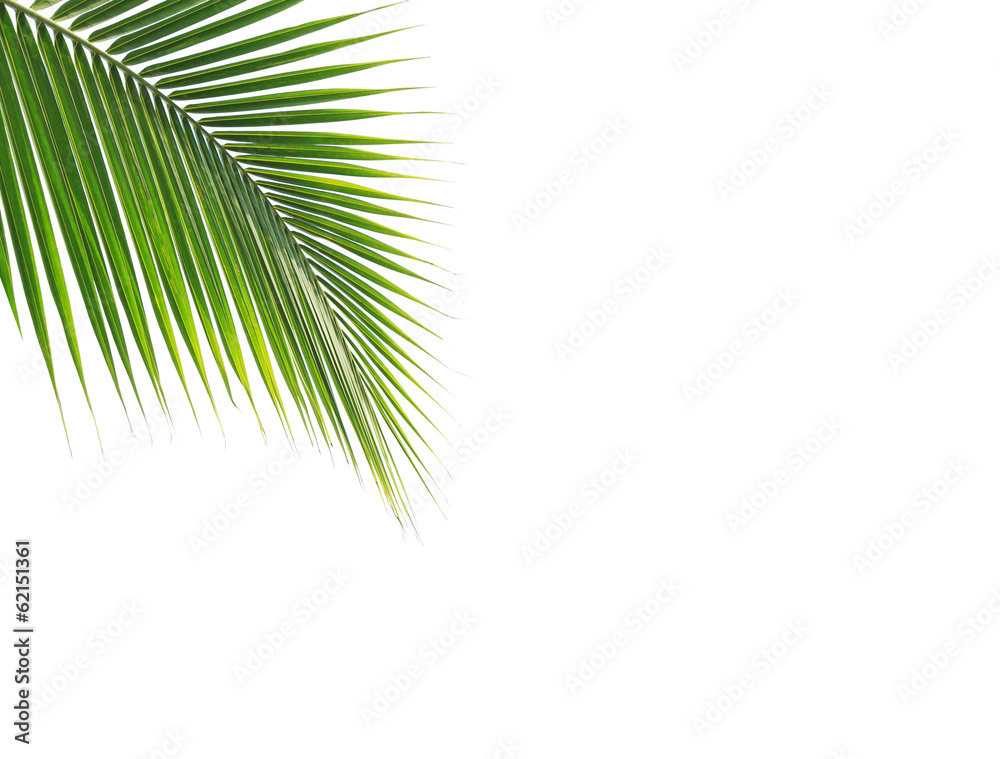 Obraz premium Green coconut leaf on white background