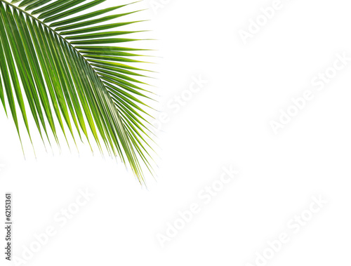 Green coconut leaf on white background