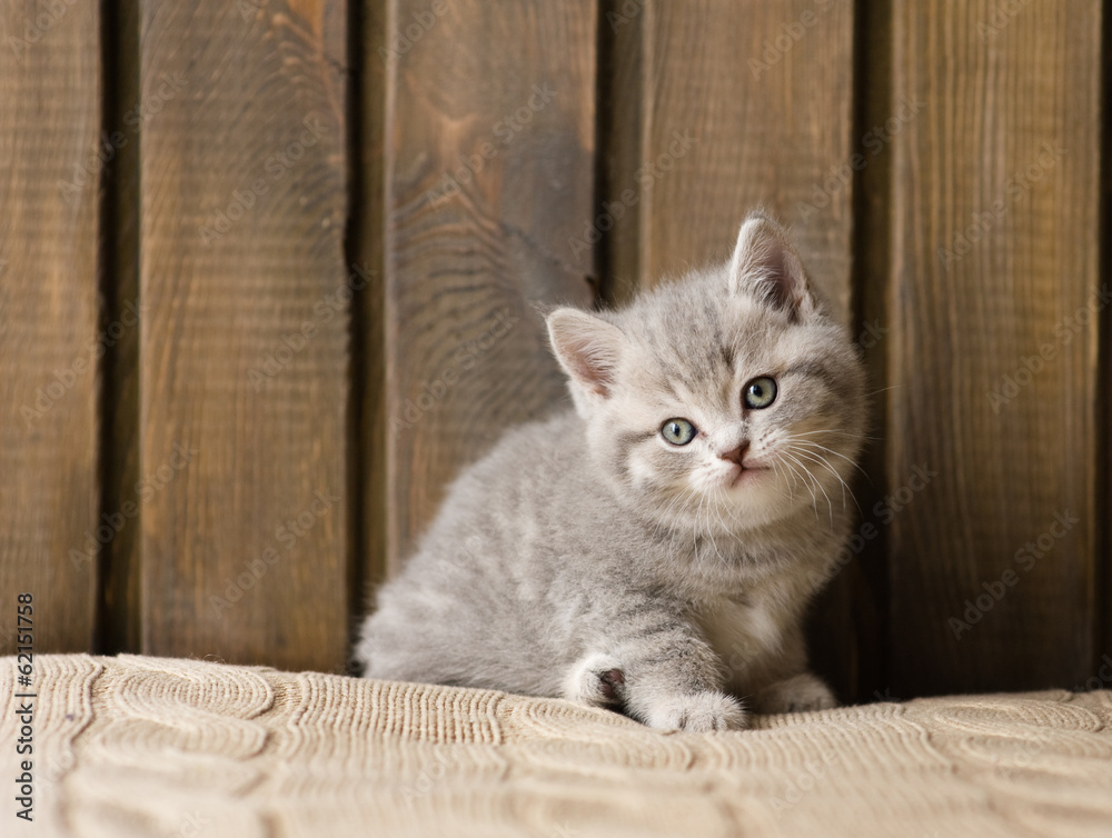 little british shorthair kitten looking at camera