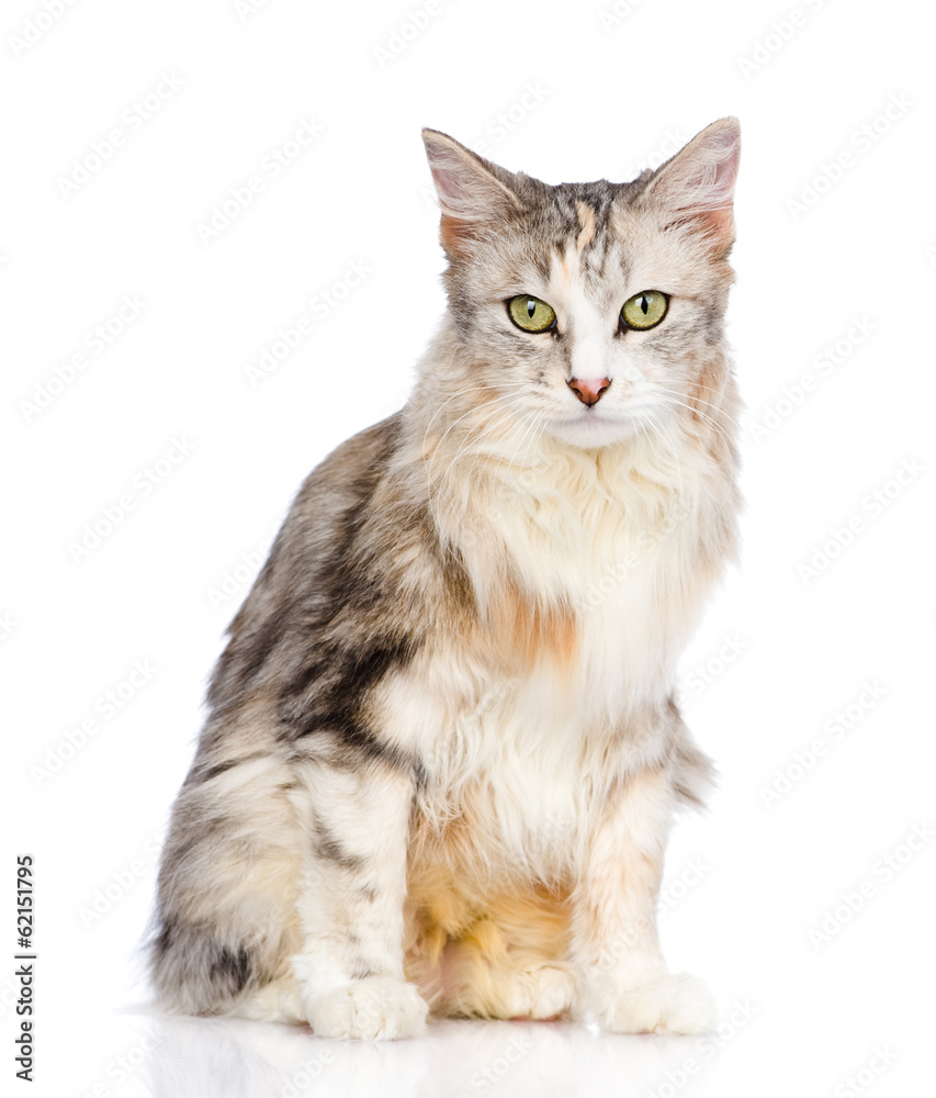 Fototapeta premium mixed breed cat looking at camera. isolated on white background